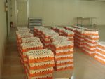 Commercial SAYED Broilers (Day-Old Chicks) - Image 4