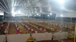 Commercial SAYED Broilers (Day-Old Chicks) - Image 6