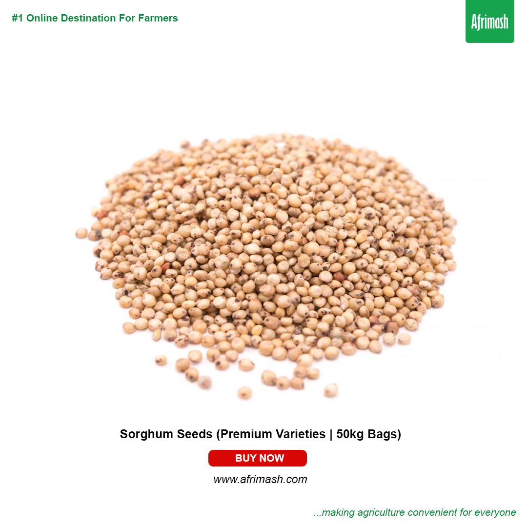 Sorghum-seeds-1.jpg Sorghum Seeds (Premium Varieties | 1Kg |50kg Bags) - Image 1