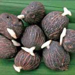 Dwarf Tenera Oil Palm Sprouted Seeds (Pack of 500)