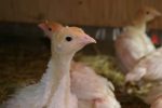 Foreign Turkey Poults – 30Pcs Per Carton (Full Carton | Half Carton | One-Sixth Carton) - Image 2