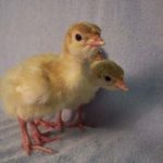 Nigerian Turkey Poults – 40Pcs Per Carton (Full Carton | Half Carton)