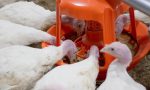 Turkey Grower Feed (Mash | 25kg Bags) - Image 4