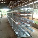 Locally Fabricated Battery Cages For Broilers – Brooding Cage (3 Tiers | 300 Chicks | 84 Mature Birds)