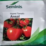 Ansal F1 Tomato Seeds | 5g |1000 Seeds | 10g