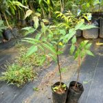 Neem Seedlings