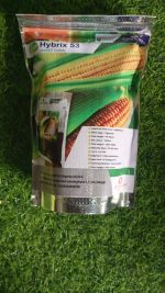 Hybrix 53 Sweet Corn: High quality yield - Image 3