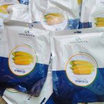 Hybrix 53 Sweet Corn: High quality yield