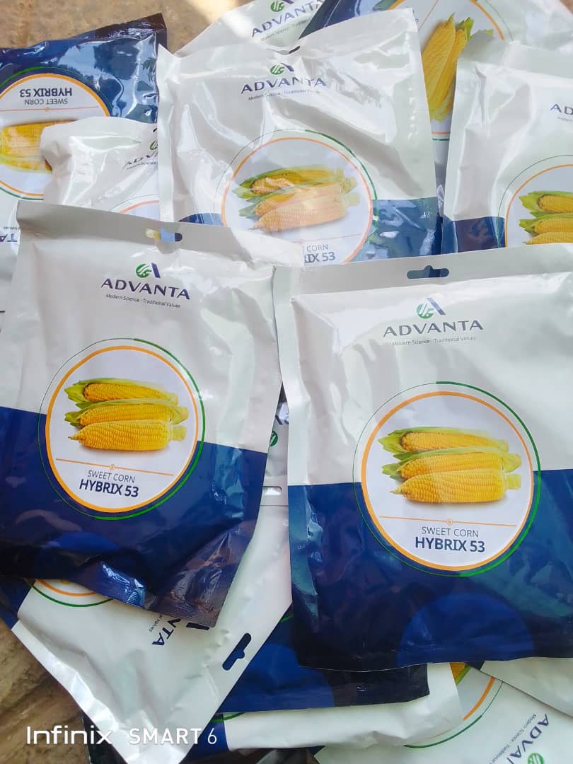 WhatsApp-Image-2026-01-15-at-12.06.46-AM.jpeg Hybrix 53 Sweet Corn: High quality yield - Image 1