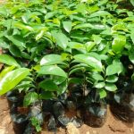 Agbalumo Seedlings (African Star Apple)