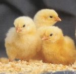 Zartech Broilers (Cobb 500)