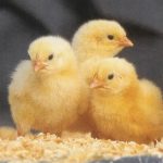 Zartech Broilers (Cobb 500)
