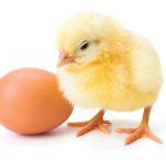 Fidan Day-Old Pullets | Full Carton
