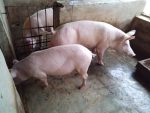 Large White Pigs - Image 2