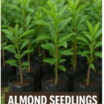 Almond Seedlings