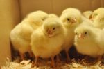 Globus Broilers (Abor Acre Plus) - Image 2