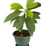 Grafted Hass Healthy Avocado Seedlings
