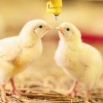 Afrimash broiler promo -Buy 5 Cartons of Afrimash Broiler – Get 1 Sachet of Anti-Cocci (Limited Time Offer) - Image 2