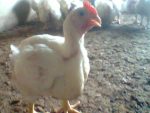 Excellent Starter and Finisher Formula for Great Broiler Weight (eBook) – 2019 Edition - Image 2