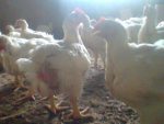 Excellent Starter and Finisher Formula for Great Broiler Weight (eBook) – 2019 Edition