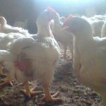 Excellent Starter and Finisher Formula for Great Broiler Weight (eBook) – 2019 Edition