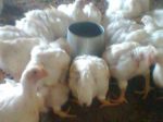 Excellent Starter and Finisher Formula for Great Broiler Weight (eBook) – 2019 Edition - Image 3