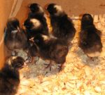 Day-Old Black Cockerels Chicks