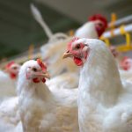 Broiler Farm Business Plan (2000 Birds | 2022 Edition)