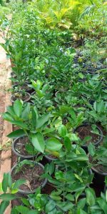 Orange Seedlings (Tangelo | Tangerine) - Image 3