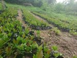 Hybrid Cashew Seedlings (Jumbo Varieties) - Image 4
