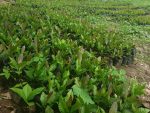 Hybrid Cashew Seedlings (Jumbo Varieties) - Image 3