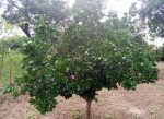 Orange Seedlings (Tangelo | Tangerine) - Image 2
