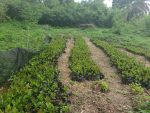 Hybrid Cashew Seedlings (Jumbo Varieties) - Image 5