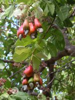 Hybrid Cashew Seedlings (Jumbo Varieties) - Image 2