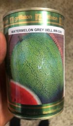 Grifaton GreyBell Watermelon Seeds |  Hybrid