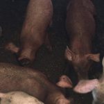 Duroc Pigs (Exotic Species | Weaners | Growers | Adults)