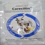 Carecillin |Procaine Penicillin & Streptomycin for Bacterial Infection Treatment