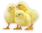 Day-Old FIDAN Broilers (Arbor Acres Plus)