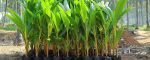 Coconut Seedlings (9 Months Seedlings | Hybrid | Dwarf Varieties) - Image 7