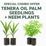 Special Offer: Tenera Oil Palm Seedlings + Neem Plants