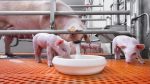 Creep Feed (for Piglets | 25kg Feed | Terratiga) - Image 3