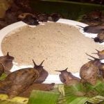 Premium Snail Feed – High-Protein, Calcium-Rich Diet for Healthy Snails