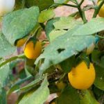 Golden Egg F1 | NEXEEDS | EGG PLANT