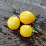 Golden Egg F1 | NEXEEDS | EGG PLANT - Image 2