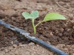 Drip Tape (For Drip Irrigation | Rubber Material) - Image 2