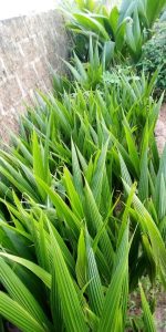 Coconut Seedlings (9 Months Seedlings | Hybrid | Dwarf Varieties) - Image 6