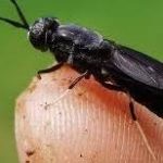 Black Soldier Fly Larva Meal (Maggots | Sold Per Gram) - Image 7
