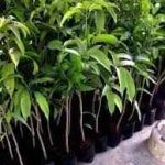 Grafted dwarf hybrid mango seedlings