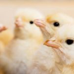 Day Old Broilers (CASCADA Arbor Acres Broiler)