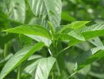 Jute Vegetable Seeds (Ewedu) | Per 50gram - Image 2